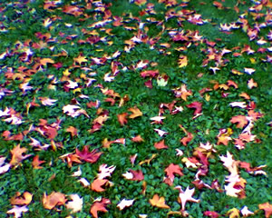 leavesongrass.jpg